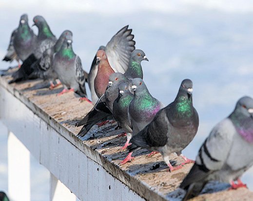 Pigeon problem in apartment balcony